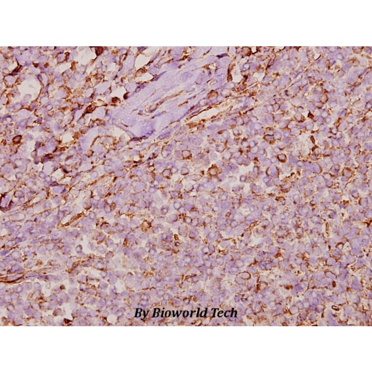 Anti-Cyclophilin F (Y121) Antibody from Bioworld Technology (BS1976) - Antibodies.com