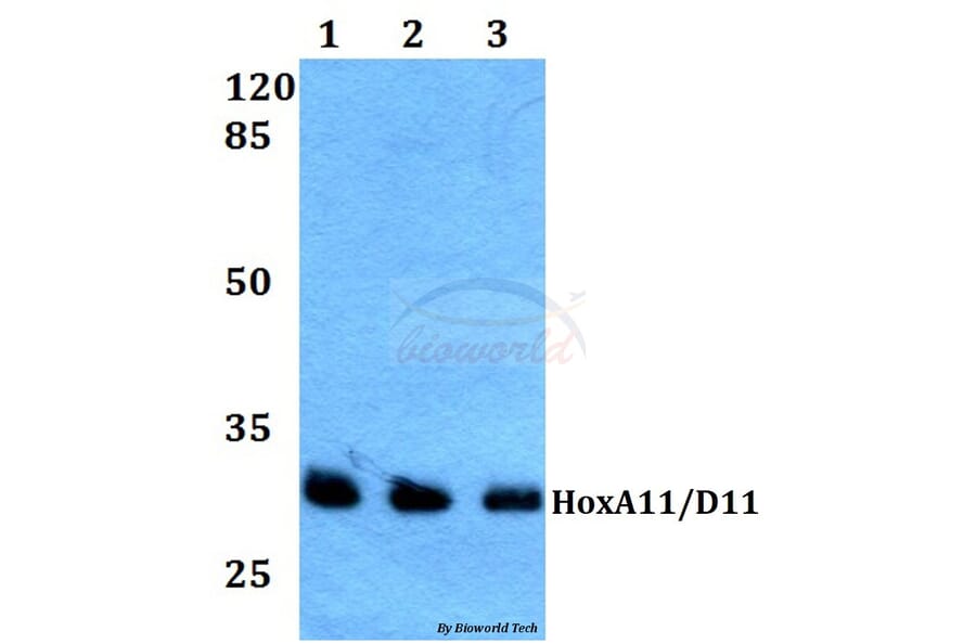 Anti-HoxA11/D11 (Y248) Antibody from Bioworld Technology (BS1977) - Antibodies.com