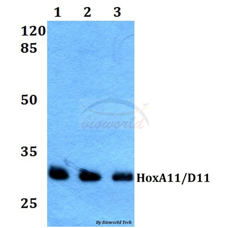 Anti-HoxA11/D11 (Y248) Antibody from Bioworld Technology (BS1977) - Antibodies.com