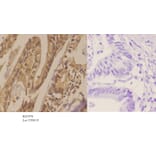 Anti-AKT1 (E40) Antibody from Bioworld Technology (BS1978) - Antibodies.com