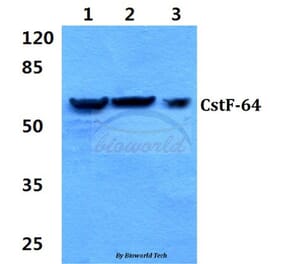 Anti-CstF-64 (R46) Antibody from Bioworld Technology (BS1980) - Antibodies.com