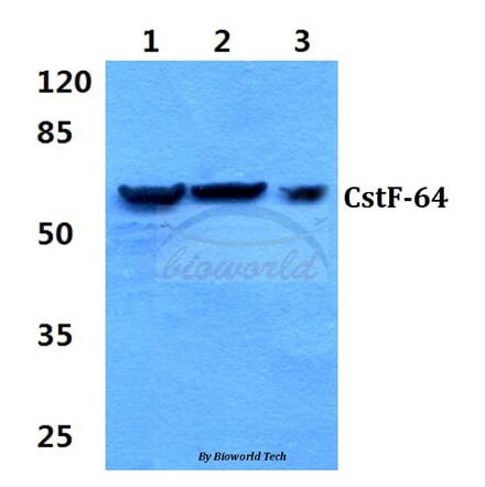 Anti-CstF-64 (R46) Antibody from Bioworld Technology (BS1980) - Antibodies.com