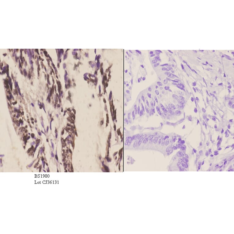 Anti-CstF-64 (R46) Antibody from Bioworld Technology (BS1980) - Antibodies.com