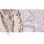Anti-CstF-64 (R46) Antibody from Bioworld Technology (BS1980) - Antibodies.com
