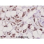Anti-Catenin-β (F660) Antibody from Bioworld Technology (BS1982) - Antibodies.com