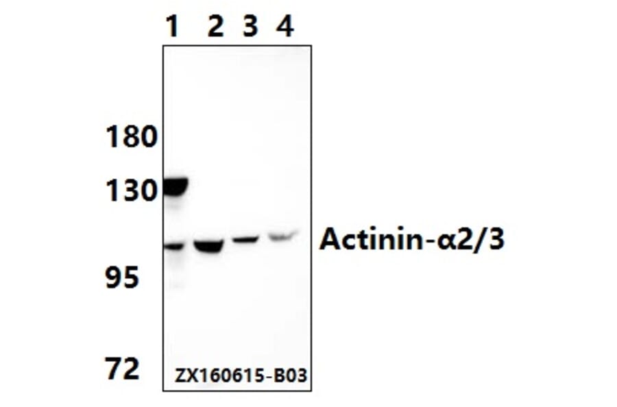 Anti-Actinin-α2/3 (Q58) Antibody from Bioworld Technology (BS1984) - Antibodies.com