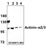 Anti-Actinin-α2/3 (Q58) Antibody from Bioworld Technology (BS1984) - Antibodies.com