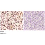 Anti-Actinin-α2/3 (Q58) Antibody from Bioworld Technology (BS1984) - Antibodies.com