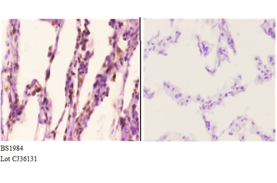Anti-Actinin-α2/3 (Q58) Antibody from Bioworld Technology (BS1984) - Antibodies.com