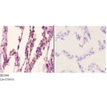 Anti-Actinin-α2/3 (Q58) Antibody from Bioworld Technology (BS1984) - Antibodies.com