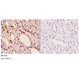 Anti-Actinin-α2/3 (Q58) Antibody from Bioworld Technology (BS1984) - Antibodies.com