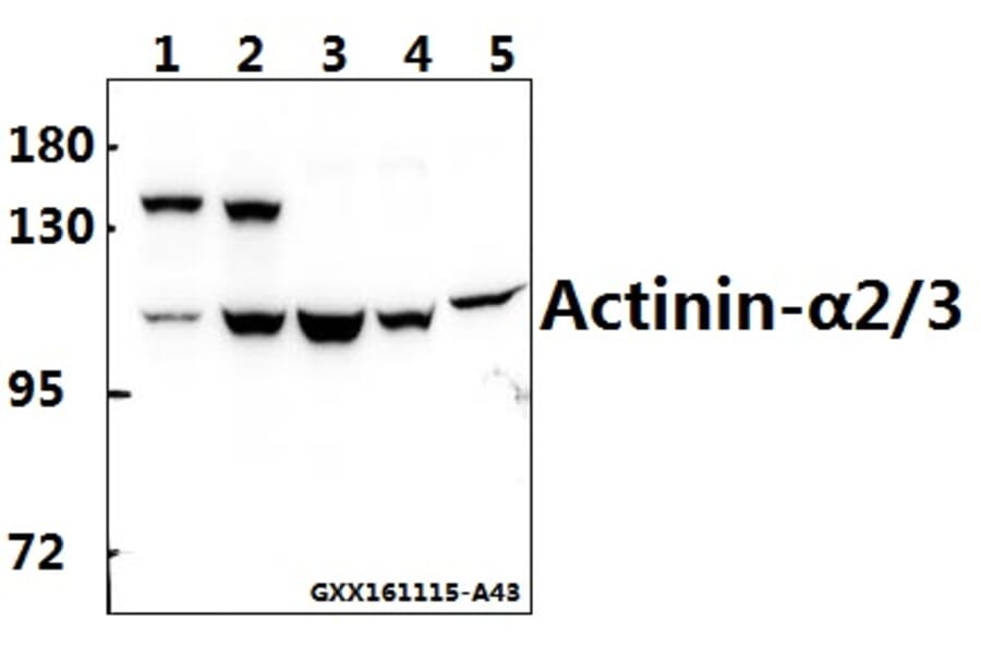 Anti-Actinin-α2/3 (Q58) Antibody from Bioworld Technology (BS1984) - Antibodies.com