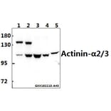 Anti-Actinin-α2/3 (Q58) Antibody from Bioworld Technology (BS1984) - Antibodies.com