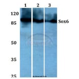 Anti-Sox6 (D23) Antibody from Bioworld Technology (BS1986) - Antibodies.com