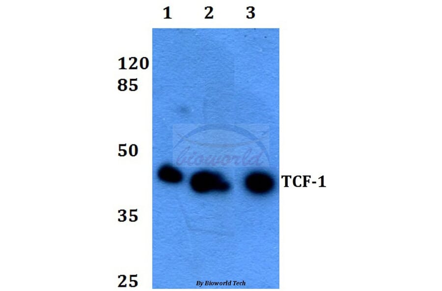 Anti-TCF-1 (F26) Antibody from Bioworld Technology (BS1987) - Antibodies.com