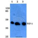 Anti-TCF-1 (F26) Antibody from Bioworld Technology (BS1987) - Antibodies.com