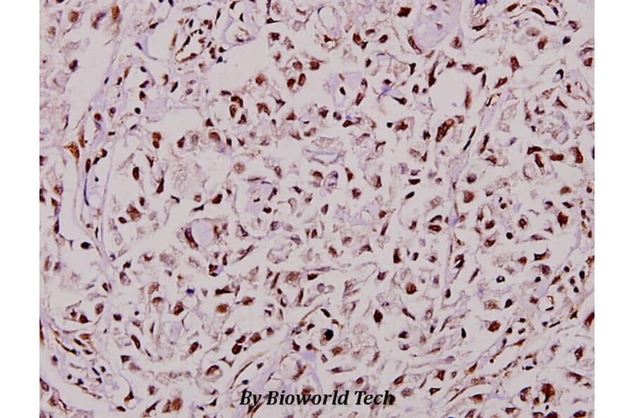 Anti-TCF-1 (F26) Antibody from Bioworld Technology (BS1987) - Antibodies.com