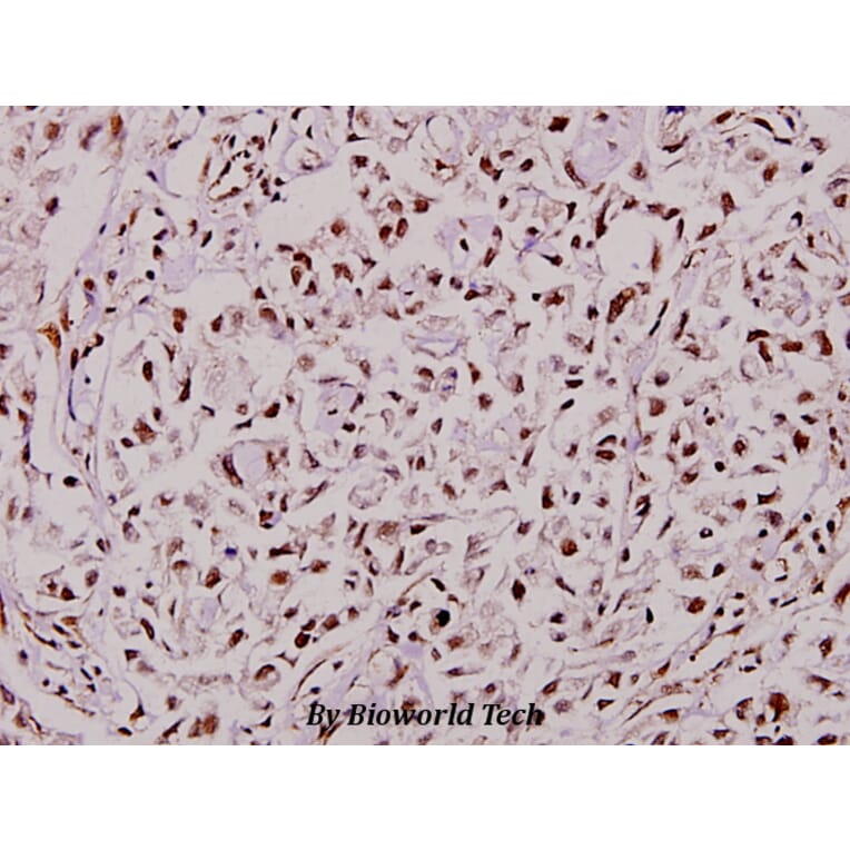 Anti-TCF-1 (F26) Antibody from Bioworld Technology (BS1987) - Antibodies.com