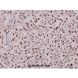 Anti-TCF-1 (F26) Antibody from Bioworld Technology (BS1987) - Antibodies.com