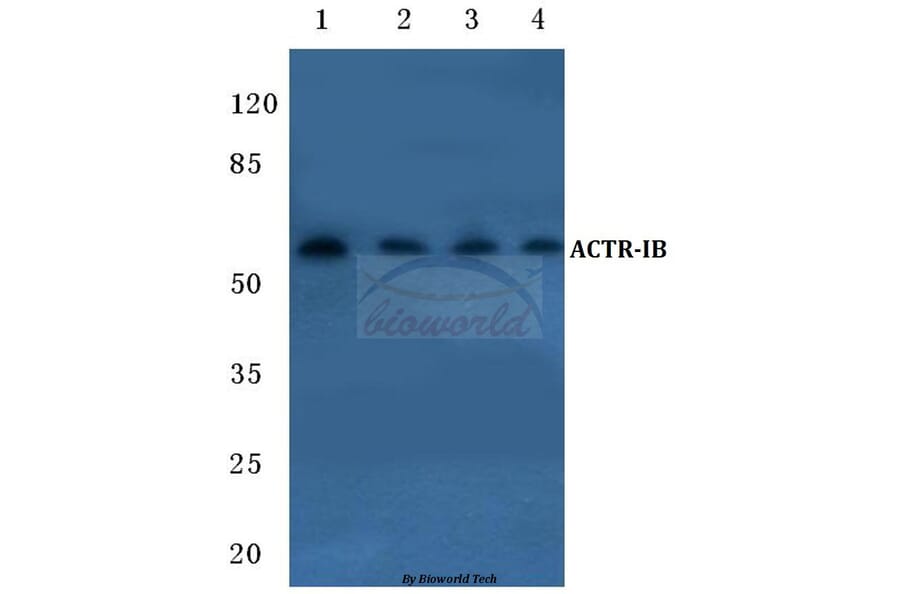 Anti-ACTR-IB (G111) Antibody from Bioworld Technology (BS1988) - Antibodies.com
