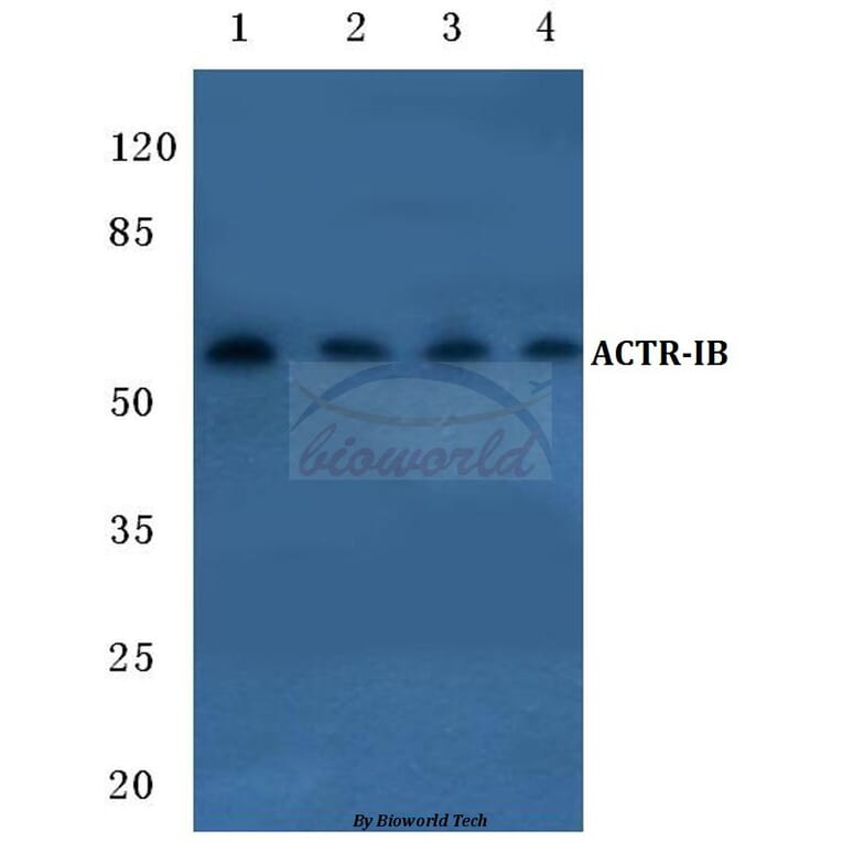 Anti-ACTR-IB (G111) Antibody from Bioworld Technology (BS1988) - Antibodies.com
