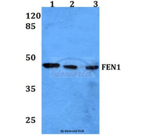 Anti-FEN1 (A119) Antibody from Bioworld Technology (BS1989) - Antibodies.com