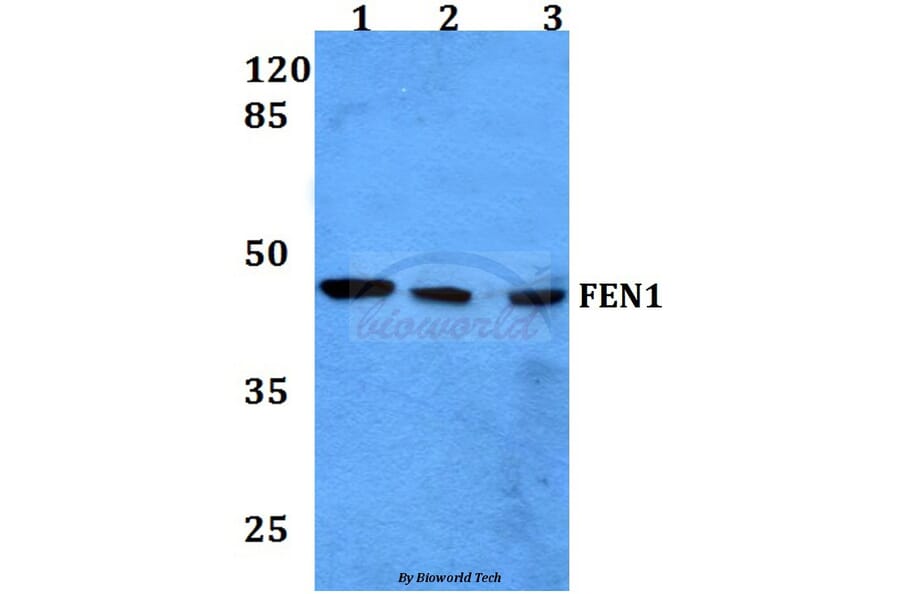 Anti-FEN1 (A119) Antibody from Bioworld Technology (BS1989) - Antibodies.com