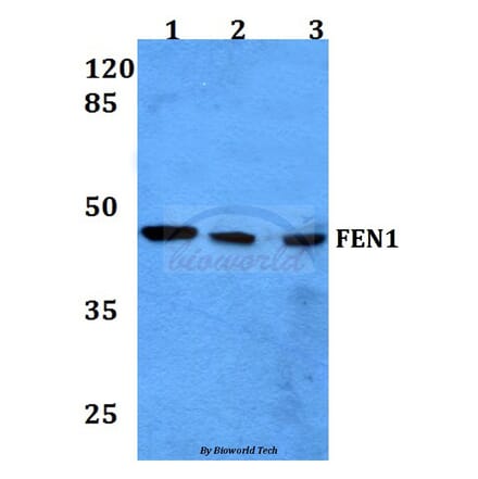 Anti-FEN1 (A119) Antibody from Bioworld Technology (BS1989) - Antibodies.com
