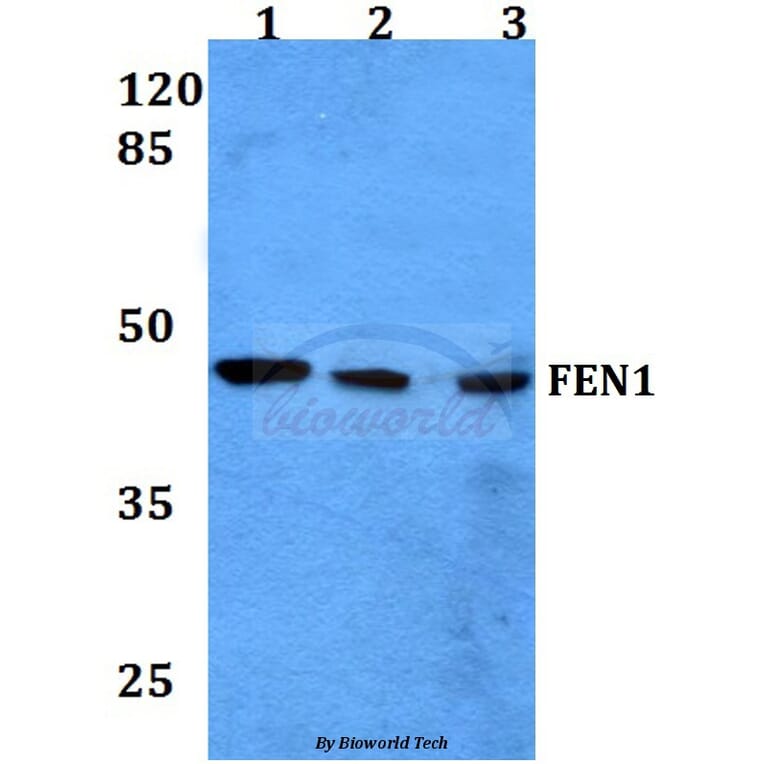 Anti-FEN1 (A119) Antibody from Bioworld Technology (BS1989) - Antibodies.com