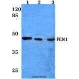 Anti-FEN1 (A119) Antibody from Bioworld Technology (BS1989) - Antibodies.com
