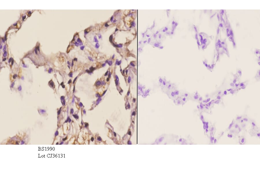 Anti-TEL (N405) Antibody from Bioworld Technology (BS1990) - Antibodies.com