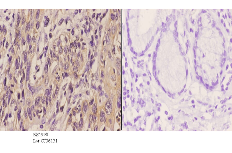 Anti-TEL (N405) Antibody from Bioworld Technology (BS1990) - Antibodies.com