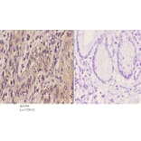Anti-TEL (N405) Antibody from Bioworld Technology (BS1990) - Antibodies.com