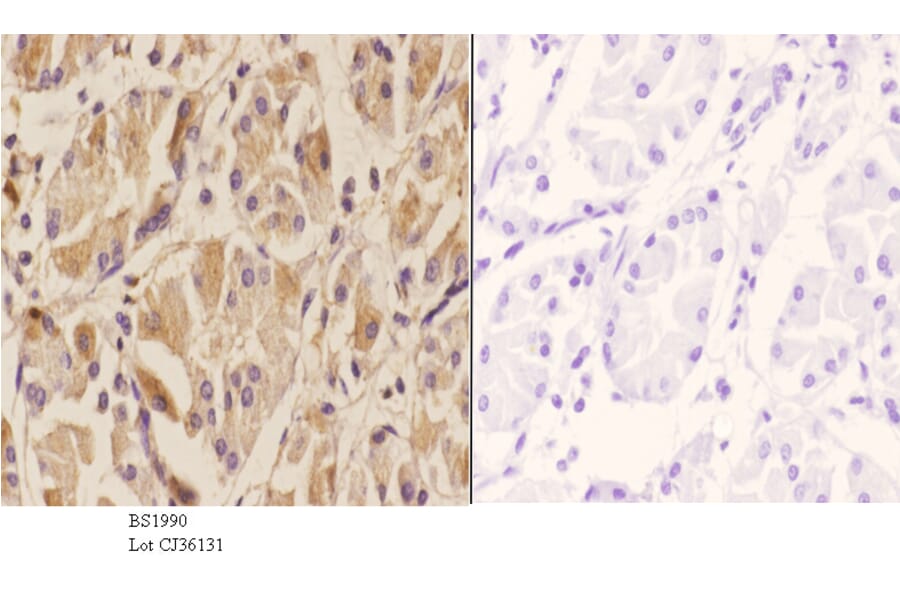 Anti-TEL (N405) Antibody from Bioworld Technology (BS1990) - Antibodies.com