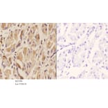 Anti-TEL (N405) Antibody from Bioworld Technology (BS1990) - Antibodies.com