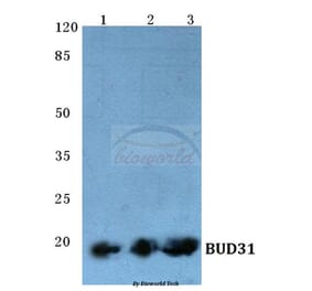Anti-BUD31 (E24) Antibody from Bioworld Technology (BS1991) - Antibodies.com