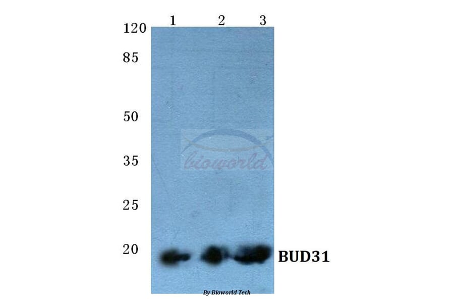 Anti-BUD31 (E24) Antibody from Bioworld Technology (BS1991) - Antibodies.com