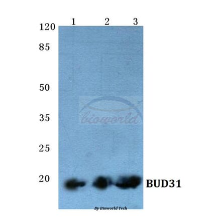 Anti-BUD31 (E24) Antibody from Bioworld Technology (BS1991) - Antibodies.com