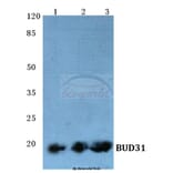 Anti-BUD31 (E24) Antibody from Bioworld Technology (BS1991) - Antibodies.com