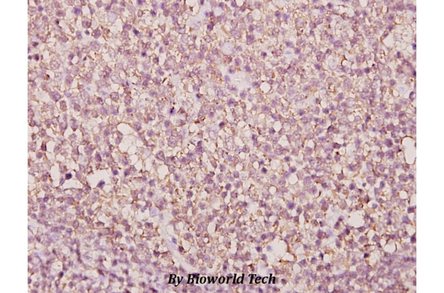 Anti-BUD31 (E24) Antibody from Bioworld Technology (BS1991) - Antibodies.com