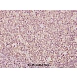 Anti-BUD31 (E24) Antibody from Bioworld Technology (BS1991) - Antibodies.com