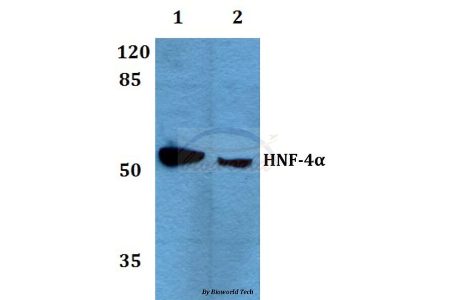 Anti-HNF4α/γ (K127) Antibody from Bioworld Technology (BS1992) - Antibodies.com