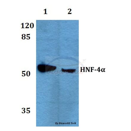 Anti-HNF4α/γ (K127) Antibody from Bioworld Technology (BS1992) - Antibodies.com