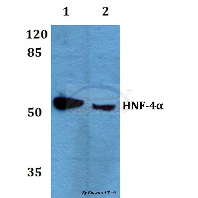 Anti-HNF4α/γ (K127) Antibody from Bioworld Technology (BS1992) - Antibodies.com
