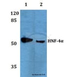 Anti-HNF4α/γ (K127) Antibody from Bioworld Technology (BS1992) - Antibodies.com