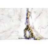 Anti-HNF4α/γ (K127) Antibody from Bioworld Technology (BS1992) - Antibodies.com
