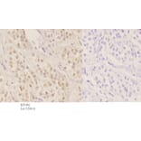 Anti-HNF4α/γ (K127) Antibody from Bioworld Technology (BS1992) - Antibodies.com