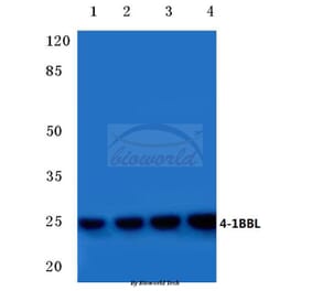 Anti-4-1BBL (R69) Antibody from Bioworld Technology (BS1993) - Antibodies.com