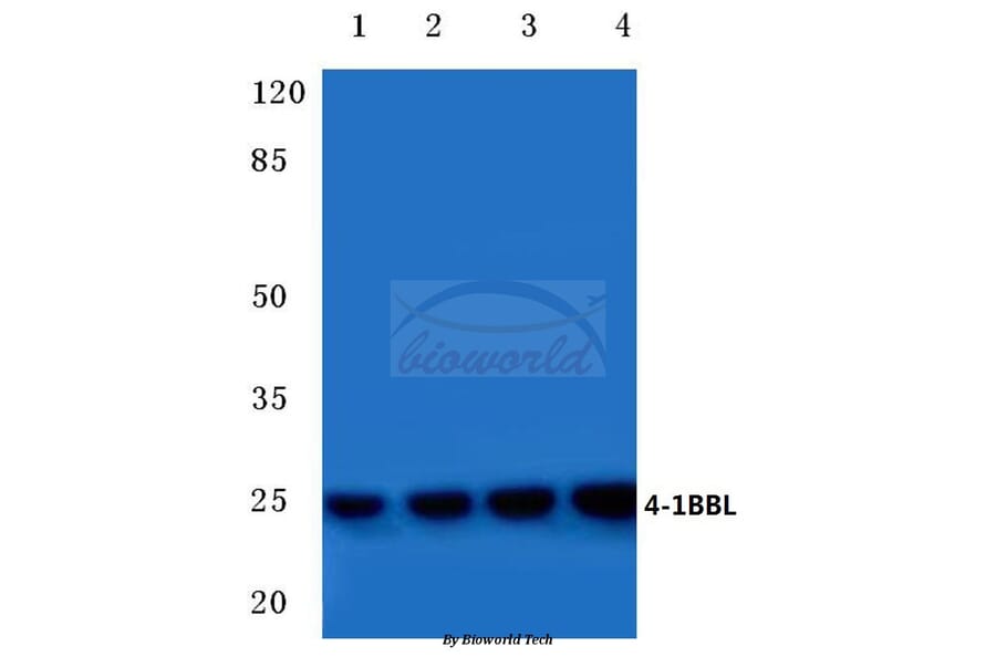 Anti-4-1BBL (R69) Antibody from Bioworld Technology (BS1993) - Antibodies.com