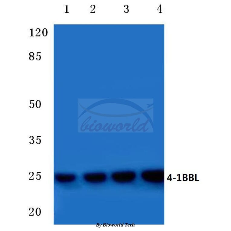 Anti-4-1BBL (R69) Antibody from Bioworld Technology (BS1993) - Antibodies.com